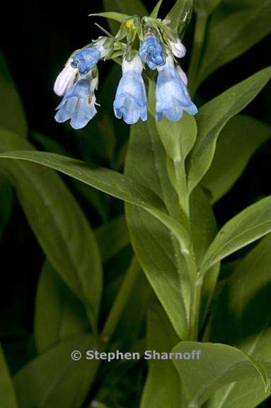 mertensia ciliata var stomatechoides 1 graphic